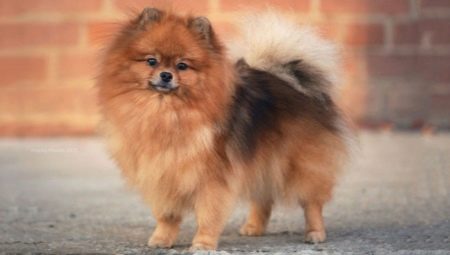 Dwarf Spitz: paglalarawan ng lahi, mga kalamangan at kahinaan, nilalaman
