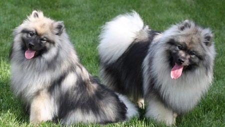 Keeshond: ปรับปรุงคุณสมบัติและรายละเอียดปลีกย่อยของเนื้อหา
