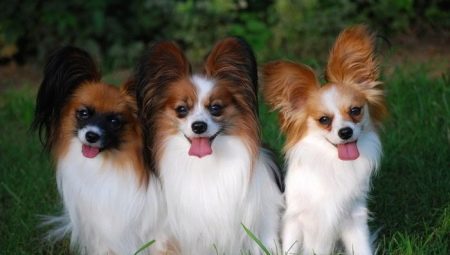 Continental Toy Spaniel: ลักษณะและเคล็ดลับเนื้อหา
