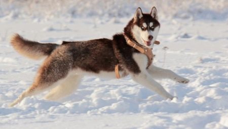 Brown husky: สีและเนื้อหา