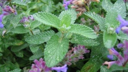 Catnip: มันคืออะไรและพืชทำกับแมวได้อย่างไร?