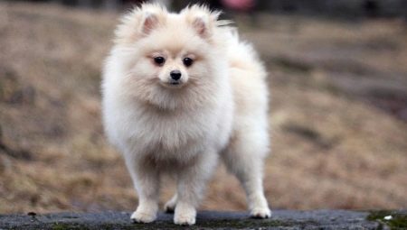 Cream spitz: mga tampok ng kulay, mga kondisyon ng puppy