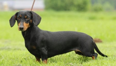 Rabbit dachshund: ประเภทและกฎของเนื้อหา