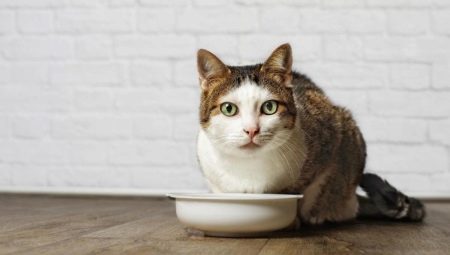Xử lý cho mèo: cuộc hẹn, mẹo chọn và nấu ăn
