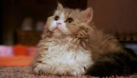 Lambkin: คำอธิบายสายพันธุ์การให้อาหารและการดูแลรักษา