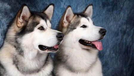 Malamute and Husky: คำอธิบายและความแตกต่างของสายพันธุ์