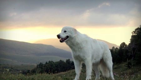Maremmo-Abruzzo Shepherd: คำอธิบายสายพันธุ์การให้อาหารและการดูแล