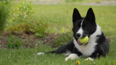 Karelian Bear Dog: คำอธิบายสายพันธุ์และเนื้อหา