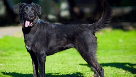 Metis Labrador และ Shepherd