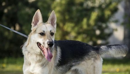Metis Sheepdogs และ Huskies: คำอธิบายธรรมชาติและเนื้อหา