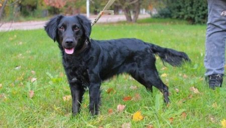Metis Spaniel: ประเภทและคุณสมบัติของเนื้อหา