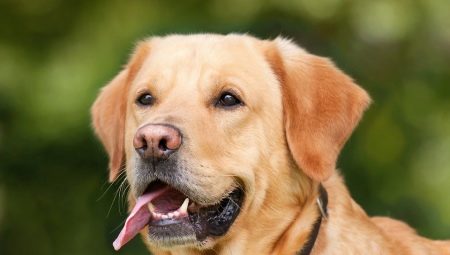 Metasa Labrador: อะไรคือและวิธีการเลือกพวกเขา?