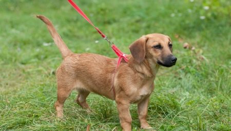 metach Dachshunds: ลักษณะของลูกผสมยอดนิยมและคุณสมบัติของการดูแลของพวกเขา