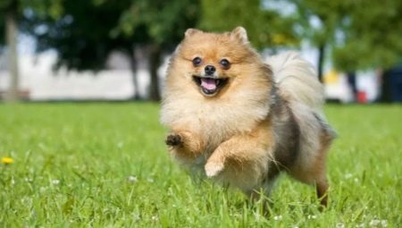 เยอรมัน Spitz: คำอธิบายและคำแนะนำสำหรับเนื้อหา