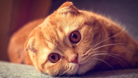Giới thiệu về mèo Scottish Fold với màu đỏ