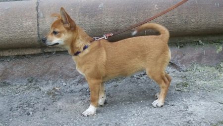 รีวิวของ Chihuahua Métis