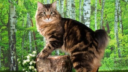 คำอธิบายและเนื้อหาของแมว Kurilian Bobtail