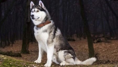 ตัวละคร Huskies