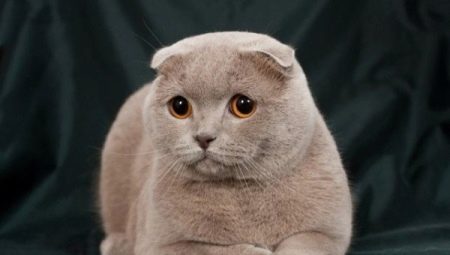 คุณสมบัติของ Lilac Scottish Fold Cat