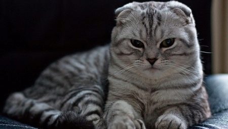 คุณสมบัติของแมวพับ Tabby สก็อต