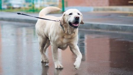 Yellow Labrador: คำอธิบายเนื้อหาและตัวเลือกชื่อ