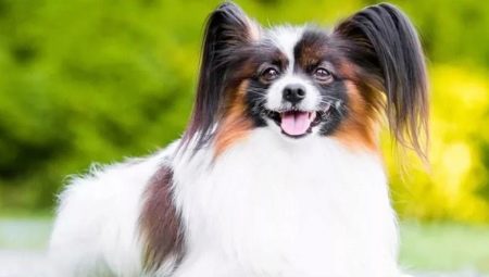 Papillon: คุณสมบัติและรายละเอียดปลีกย่อยของเนื้อหา