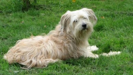 Pyrenean Shepherd: คุณสมบัติและเนื้อหา
