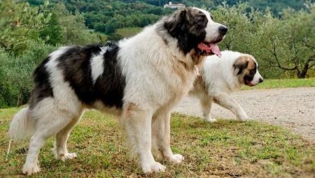 Pyrenean Mastiff: สายพันธุ์นี้คืออะไรและจะดูแลได้อย่างไร?
