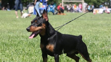 ข้อดีและข้อเสียของสุนัขสายพันธุ์ Zergpinscher