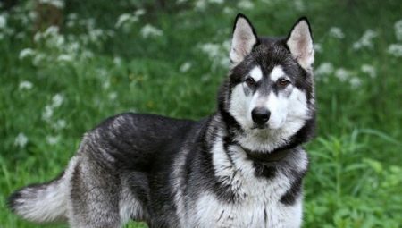 Isang halo ng namamaos at malamute: mga katangian ng mestizos at ang kanilang mga nilalaman