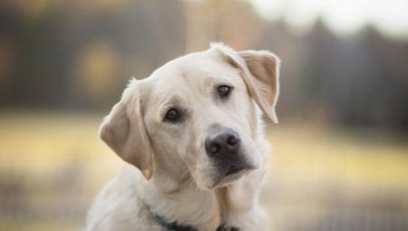 Dog breeds katulad sa labradors