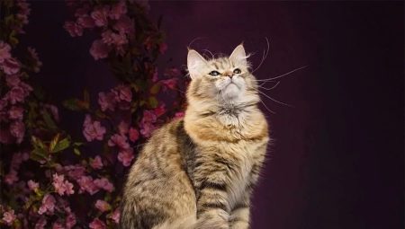 Mga karaniwang kulay ng siberian cats
