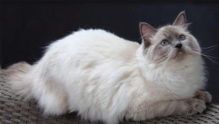 Ragdoll: รูปแบบสี, กฎของตัวละครและเนื้อหา