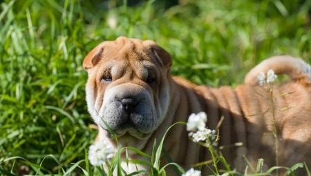 Shar Pei: ลักษณะสายพันธุ์ข้อดีและข้อเสีย