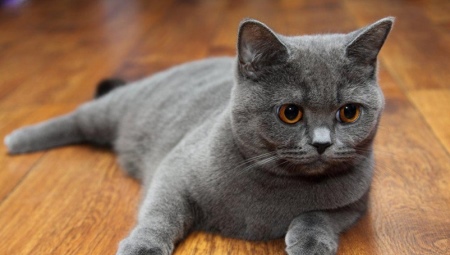 Scottish Straight Cats: คำอธิบายสายพันธุ์ชนิดสีและเนื้อหา