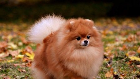 Fox type Spitz: คำอธิบายประเภทและเนื้อหา