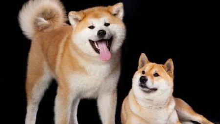 Shiba Inu และ Akita Inu: อะไรคือความแตกต่าง?