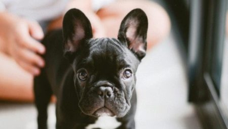 Bulldog ฝรั่งเศสใช้เวลานานเท่าไหร่และมันขึ้นอยู่กับอะไร?
