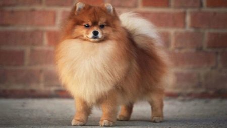 Pomeranian Spitz ใช้เวลานานเท่าไหร่และมันขึ้นอยู่กับอะไร?