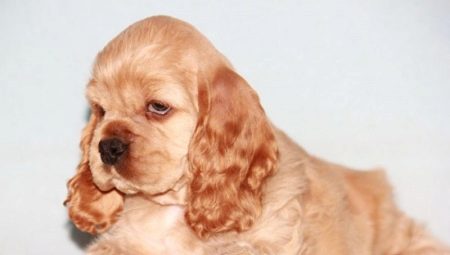 ตัดผม American Cocker Spaniel