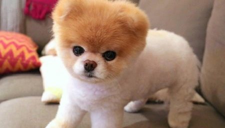 ตัดผม Spitz ภายใต้หมี: การเตรียมการและขั้นตอนโดยขั้นตอนรูปแบบ