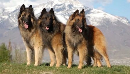 Tervuren: คำอธิบายสายพันธุ์และเนื้อหา