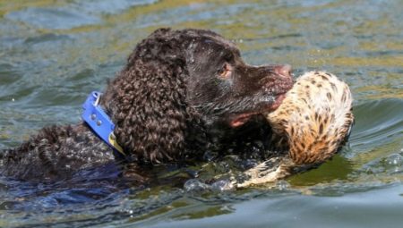 Water Spaniel: ลักษณะประเภทและรายละเอียดของเนื้อหา