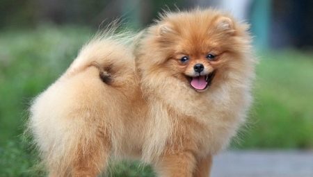 การศึกษาและฝึกอบรม Spitz