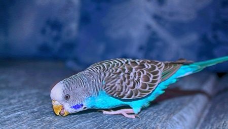 Lahat ng kailangan mong malaman tungkol sa asul na kulot na parrots