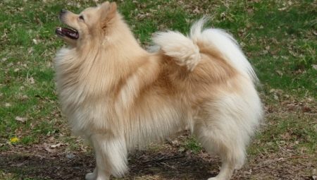 ทุกอย่างเกี่ยวกับ spitz ขนาดใหญ่