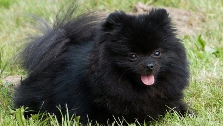 Lahat ng tungkol sa itim na pomeranian spitz