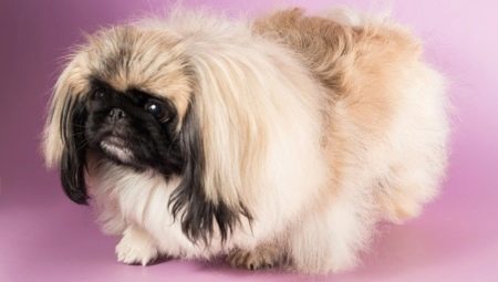 Lahat ng tungkol sa dwarf Pekingese