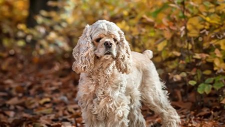 ทุกอย่างเกี่ยวกับ American Cocker Spaniel