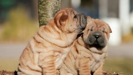 ทุกอย่างเกี่ยวกับ sharpei